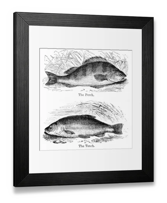 Framed Print : Perch and Tench engraving 1878 Framed Print : Perch and Tench engraving 1878