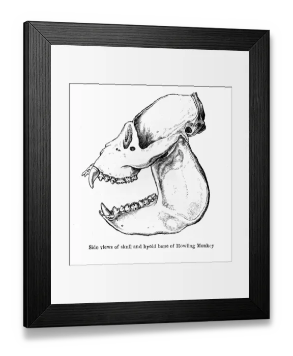 Framed Print : Howling monkey skull engraving 1878 Framed Print : Howling monkey skull engraving 1878