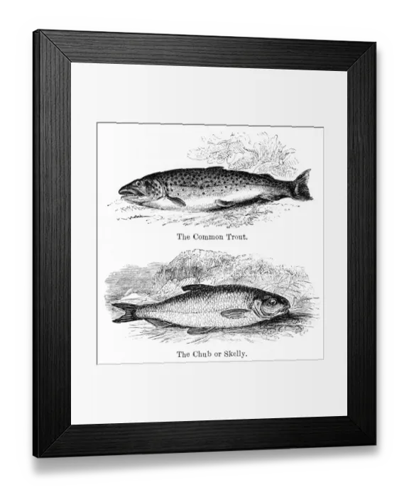 Framed Print : Trout and chub engraving 1878 Framed Print : Trout and chub engraving 1878