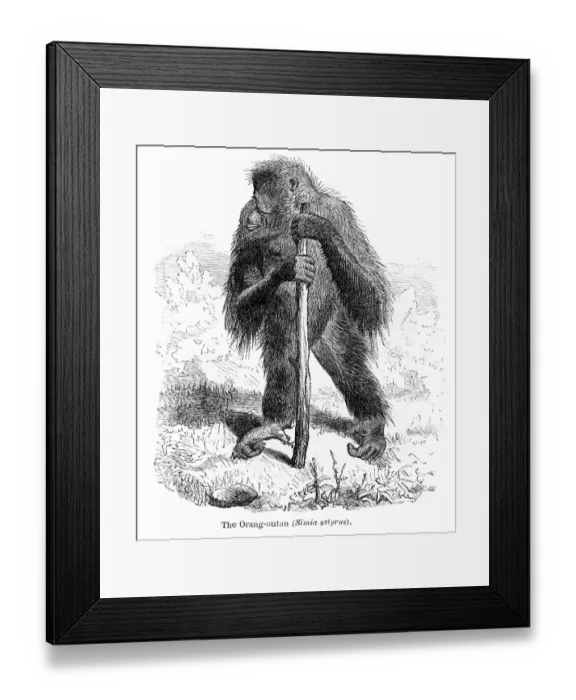 Framed Print : Orangutan engraving 1878 Framed Print : Orangutan engraving 1878