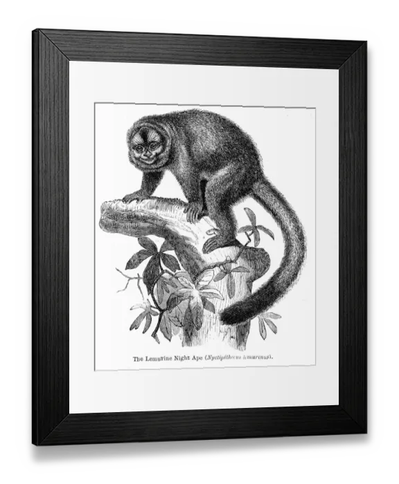 Framed Print : Lemurine engraving 1878 Framed Print : Lemurine engraving 1878