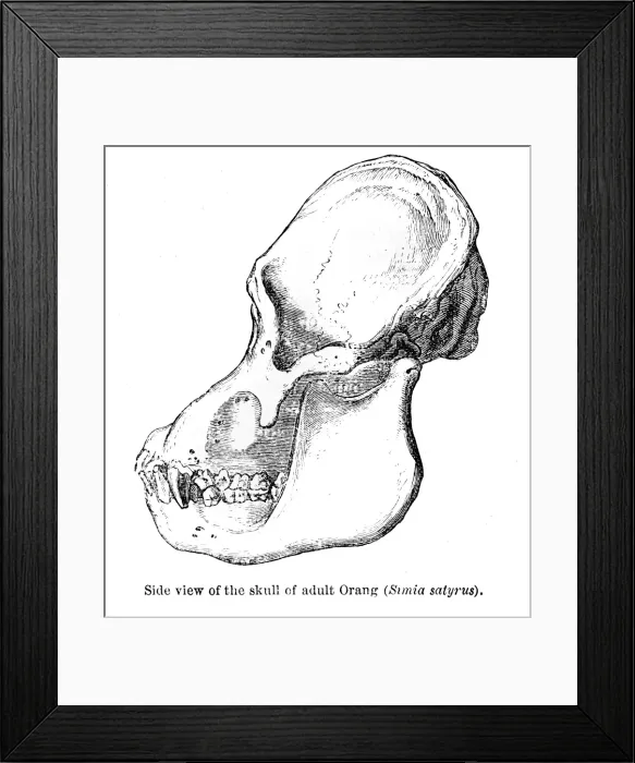 Framed Print : Orangutan skull engraving 1878 Framed Print : Orangutan skull engraving 1878