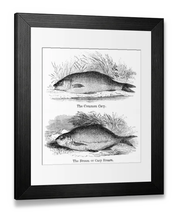 Framed Print : Bream and carp engraving 1878 Framed Print : Bream and carp engraving 1878