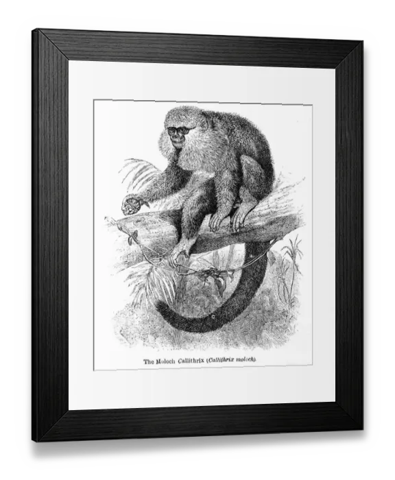 Framed Print : Moloch monkey engraving 1878 Framed Print : Moloch monkey engraving 1878