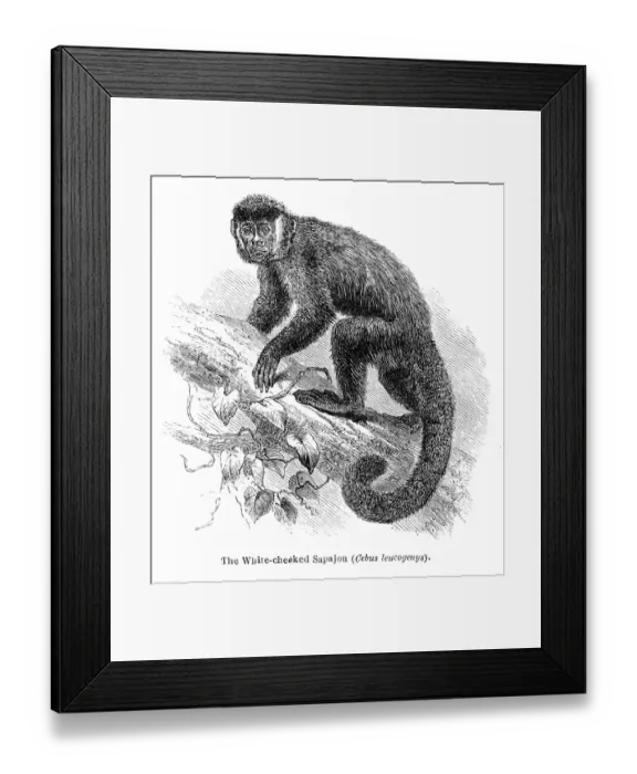 Framed Print : Sapajou monkey engraving 1878 Framed Print : Sapajou monkey engraving 1878