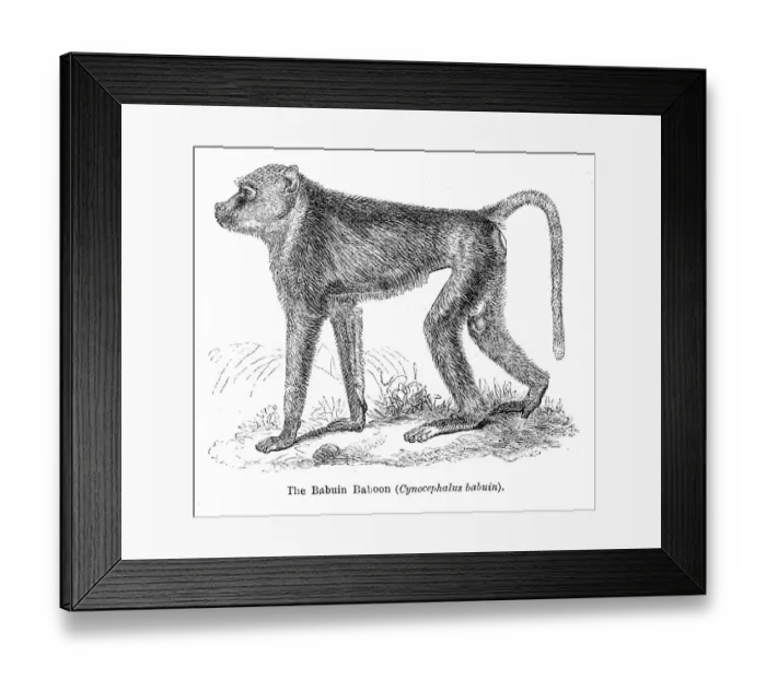 Framed Print : babuin baboon engraving 1878 Framed Print : babuin baboon engraving 1878
