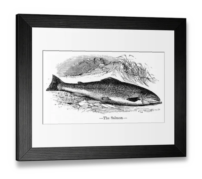 Framed Print : Salmon engraving 1878 Framed Print : Salmon engraving 1878