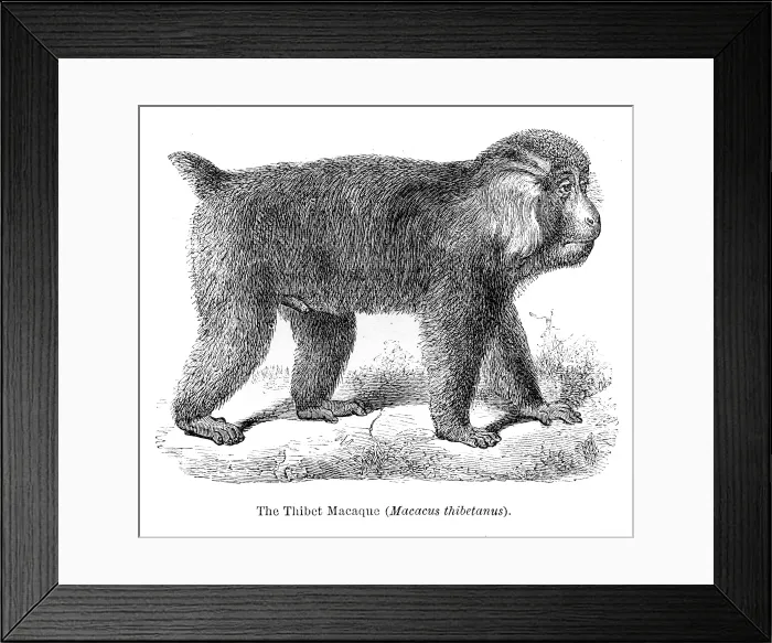 Framed Print : engraving 1878 Framed Print : engraving 1878