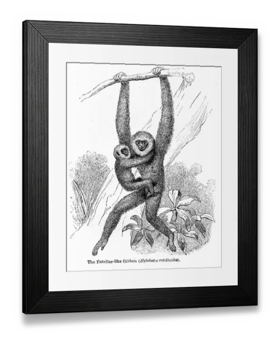 Framed Print : Gibbon engraving 1878