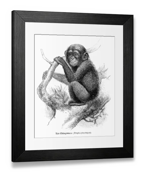 Framed Print : Chimpanzee engraving 1878