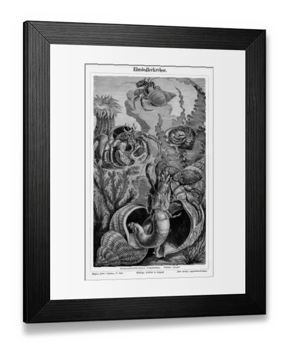 Framed Print : Hermit crab engraving 1895 Framed Print : Hermit crab engraving 1895