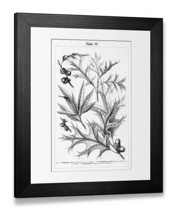 Framed Print : Oak leaf and fruit engraving 1895 Framed Print : Oak leaf and fruit engraving 1895