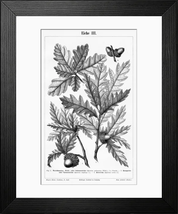 Framed Print : Oak leaf and fruit engraving 1895 Framed Print : Oak leaf and fruit engraving 1895