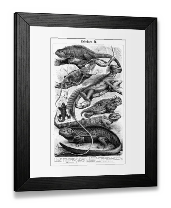 Framed Print : Lizards engraving 1895 Framed Print : Lizards engraving 1895