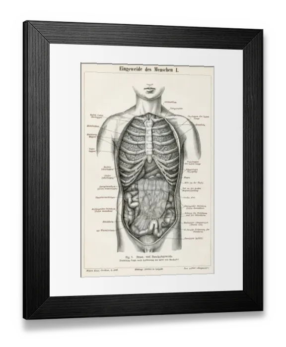 Framed Print : Stomach digestive system engraving 1895 Framed Print : Stomach digestive system engraving 1895