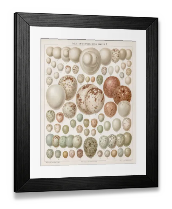 Framed Print : European birds eggs chromolithograph 1895 Framed Print : European birds eggs chromolithograph 1895