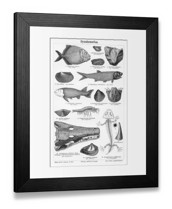 Framed Print : Fish skeletons engraving 1895 Framed Print : Fish skeletons engraving 1895