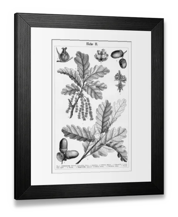 Framed Print : Oak leaf and fruit engraving 1895 Framed Print : Oak leaf and fruit engraving 1895
