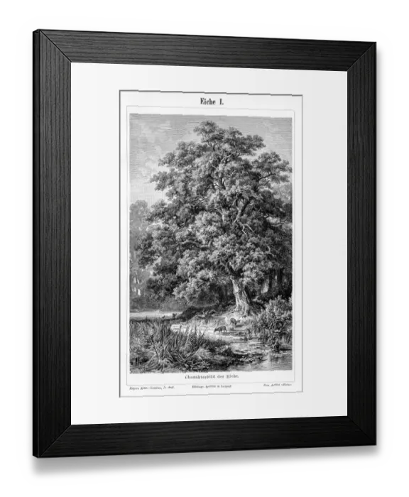 Framed Print : Oak leaf and fruit engraving 1895 Framed Print : Oak leaf and fruit engraving 1895