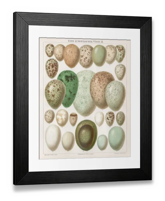 Framed Print : European birds eggs chromolithograph 1895 Framed Print : European birds eggs chromolithograph 1895