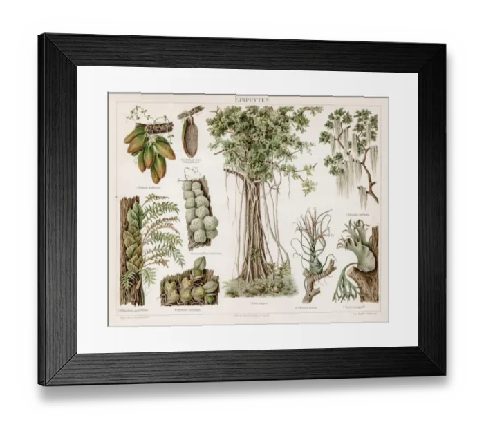 Framed Print : Epiphytes chromolithograph 1895 Framed Print : Epiphytes chromolithograph 1895
