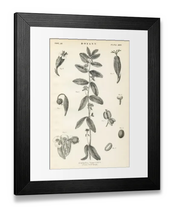 Framed Print : Tutsan engraving 1877
