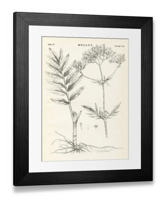 Framed Print : Valerian engraving 1877 Framed Print : Valerian engraving 1877