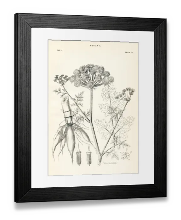 Framed Print : Hemlock engraving 1877