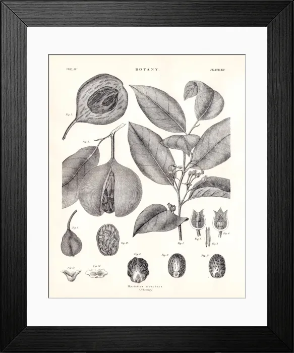 Framed Print : Nutmeg engraving 1877