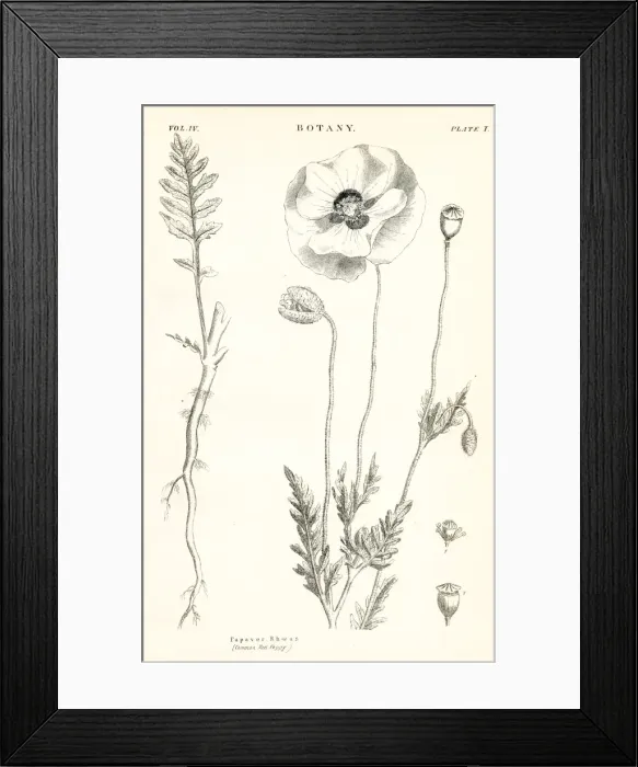 Framed Print : Red poppy engraving 1877 Framed Print : Red poppy engraving 1877