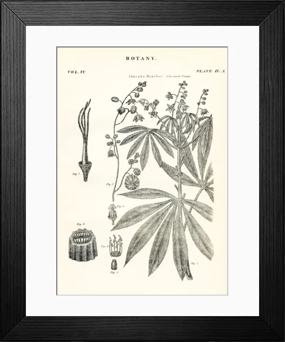 Framed Print : Cassava plant engraving 1877 Framed Print : Cassava plant engraving 1877