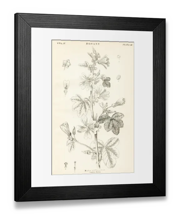 Framed Print : Malva neglecta engraving 1877