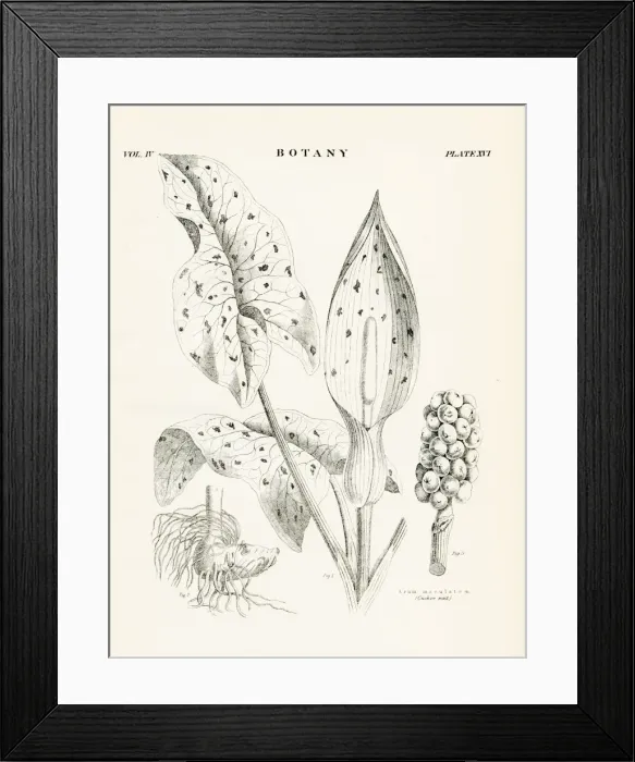 Framed Print : Lilies engraving 1877 Framed Print : Lilies engraving 1877