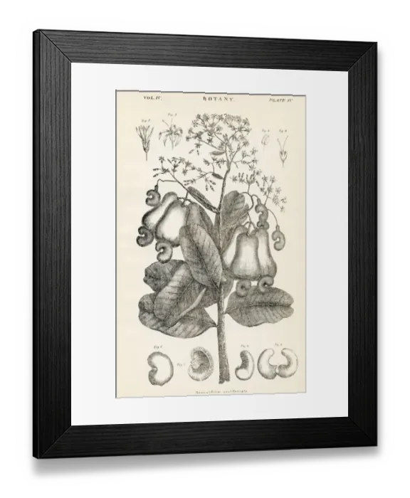 Framed Print : Anacardium engraving 1877 Framed Print : Anacardium engraving 1877