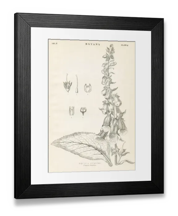 Framed Print : Purple foxglove engraving 1877