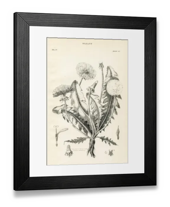 Framed Print : Common dandelion engraving 1877 Framed Print : Common dandelion engraving 1877