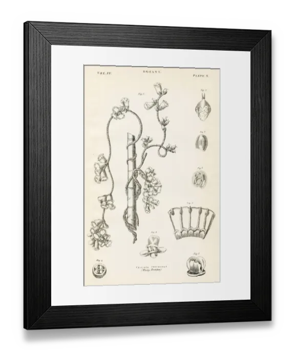 Framed Print : Warty dodder engraving 1877 Framed Print : Warty dodder engraving 1877