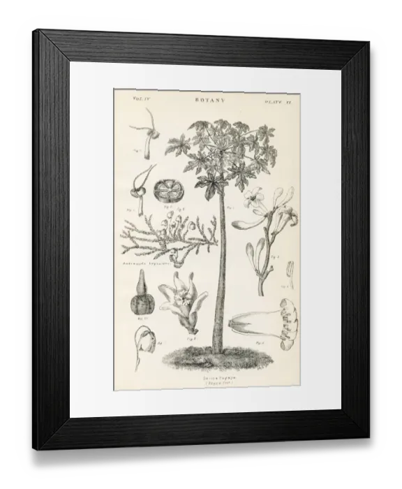 Framed Print : Papaya engraving 1877 Framed Print : Papaya engraving 1877