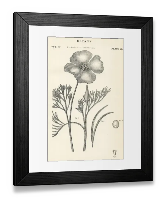 Framed Print : California poppy engraving 1877