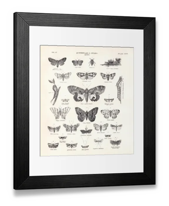 Framed Print : Butterflies and Moths engraving 1877 Framed Print : Butterflies and Moths engraving 1877