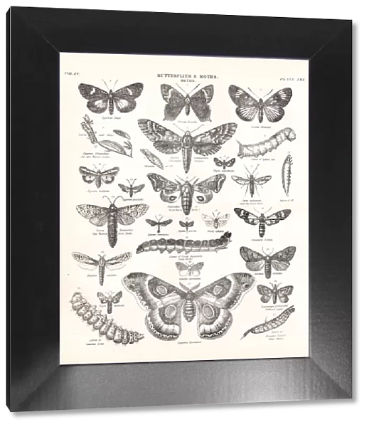 Butterflies and Moths engraving 1877