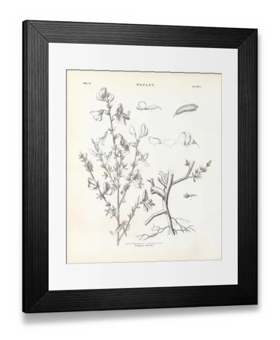 Framed Print : Common broom engraving 1877 Framed Print : Common broom engraving 1877