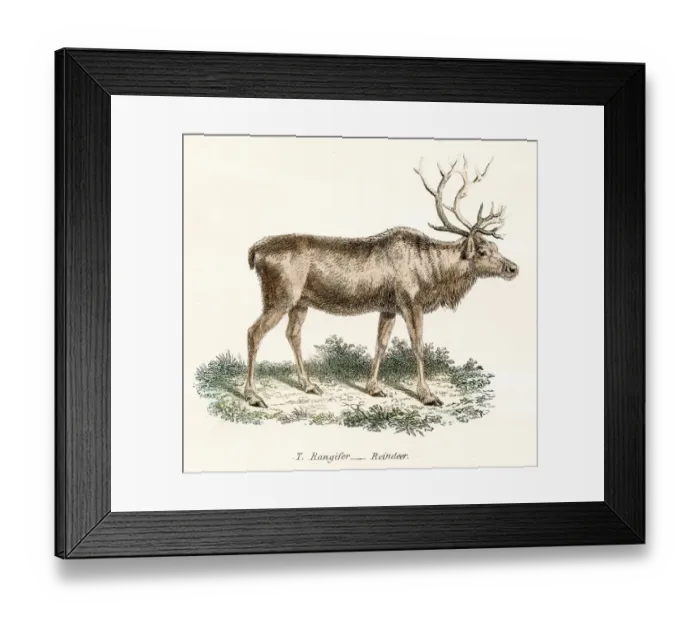 Framed Print : Reindeer engraving 1803 Framed Print : Reindeer engraving 1803