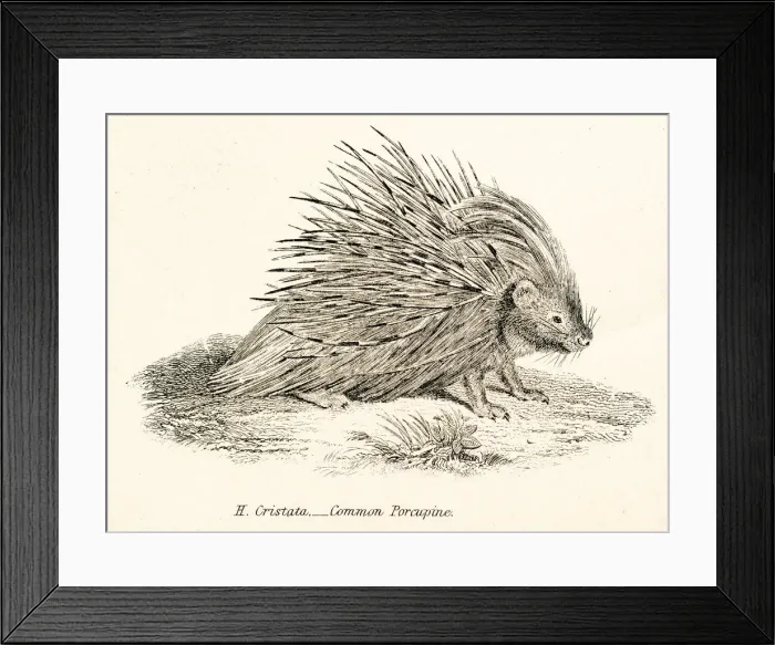 Framed Print : Porcupine engraving 1803 Framed Print : Porcupine engraving 1803