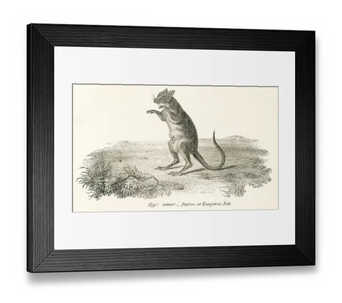 Framed Print : Kangaroo rat engraving 1803 Framed Print : Kangaroo rat engraving 1803