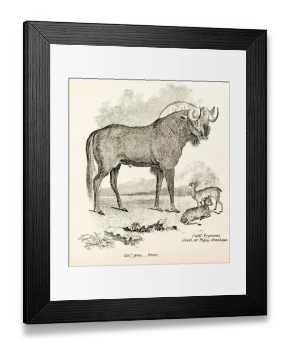 Framed Print : Wildebeest engraving 1803 Framed Print : Wildebeest engraving 1803