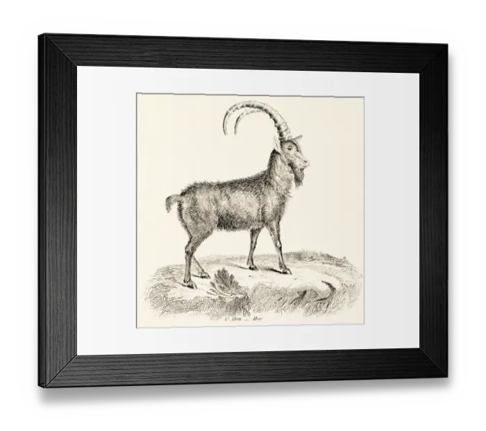Framed Print : Ibex engraving 1803 Framed Print : Ibex engraving 1803