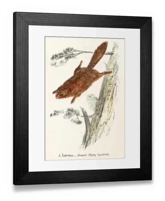Framed Print : Flying squirrel engraving 1803 Framed Print : Flying squirrel engraving 1803