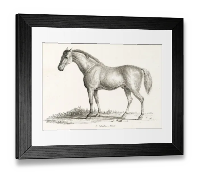 Framed Print : Horse engraving 1803 Framed Print : Horse engraving 1803