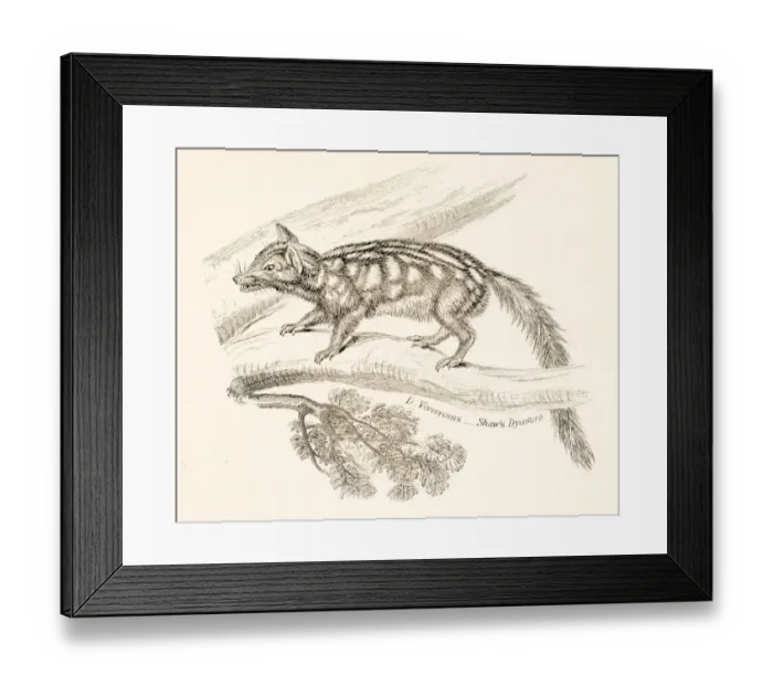 Framed Print : Spotted opossum engraving 1803 Framed Print : Spotted opossum engraving 1803